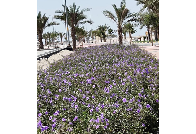 King Abdullah Bin Abdulaziz Medical City (KAMC) Phase 1 - Package 2 – Infrastructure Works